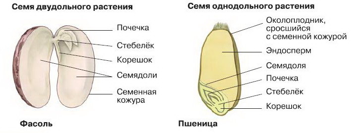 Семена однодольных и двудольных растений: основные характеристики 1 – Студенты России