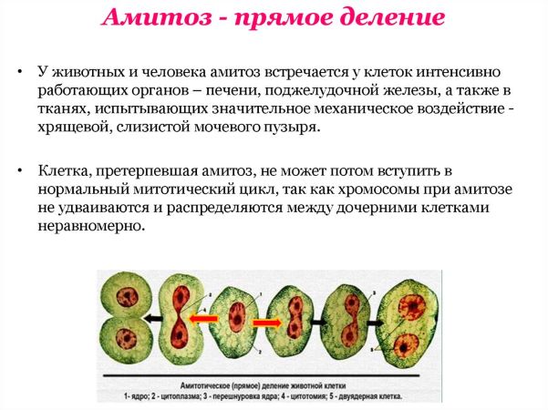 Биологическое значение амитоза 1 – Студенты России