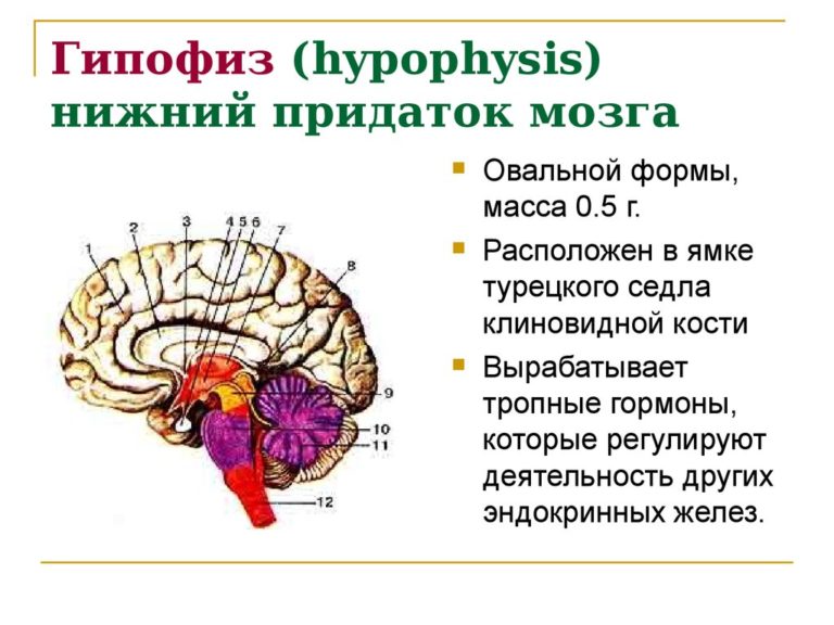 Гормоны гипофиза и их влияние на организм 1 – Студенты России