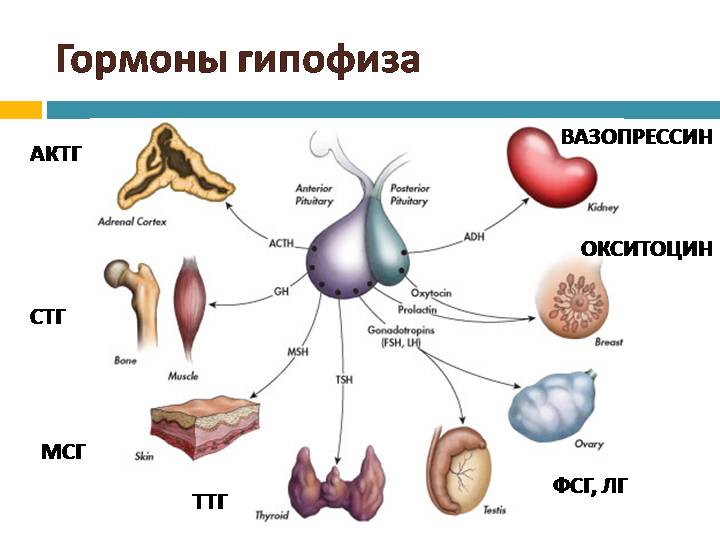 Гормоны гипофиза и их влияние на организм 3 – Студенты России